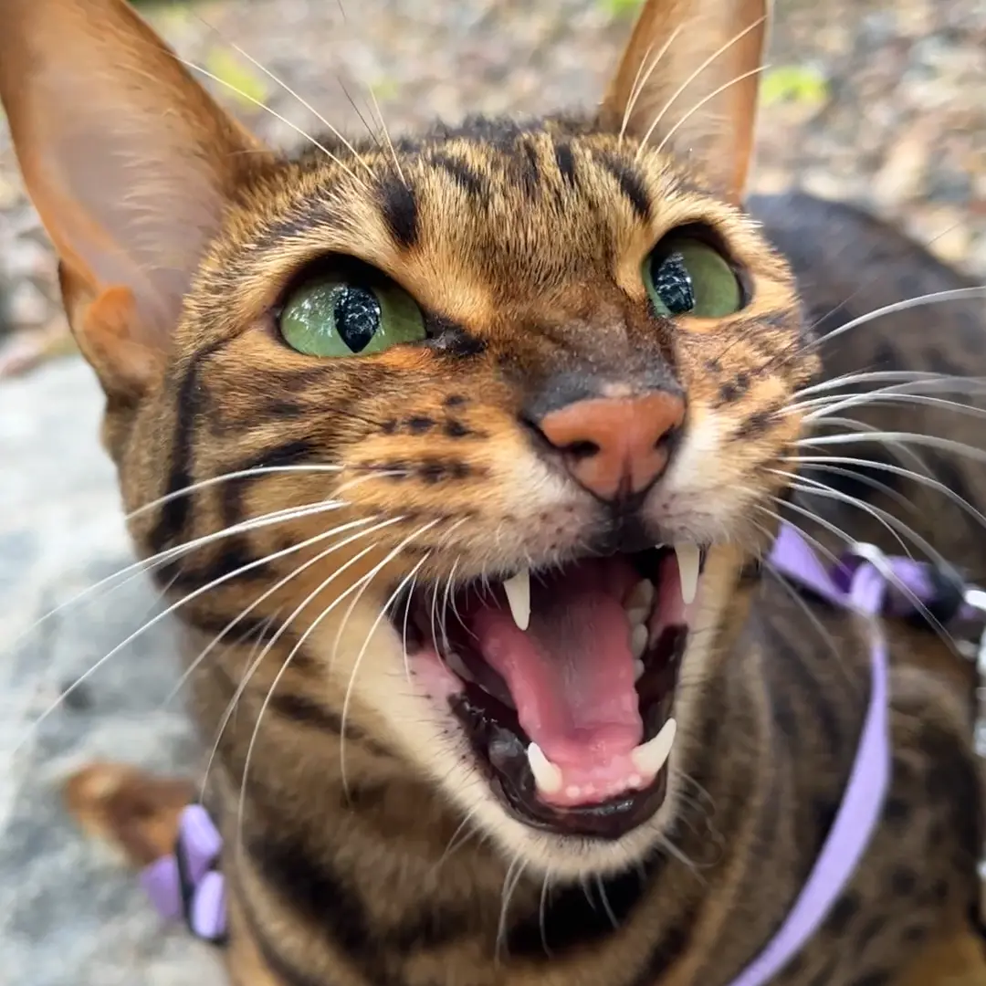 Raja, the cat behind the Raja and David brand.